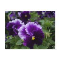 Purple Pansies Postcard