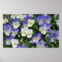 Purple Pansies Print