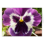 Purple Pansy Card
