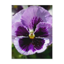 Purple Pansy Close Up Postcard
