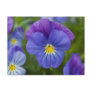 Purple Pansy Postcard