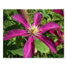 Purple Passion  Flower Photo