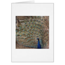 Purple Peacock Displays For A Perching Peahen Cards