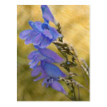 Purple Penstemon Mixed Media Drawing Postcards
