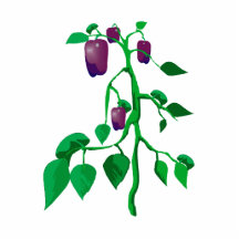 Purple peppers on green plant graphic photo cut outs