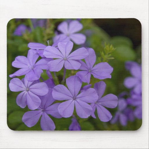 Purple Petals Mouse Pads