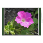 Purple Petunia card