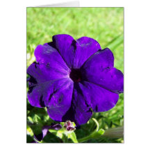 Purple Petunia Greeting Cards