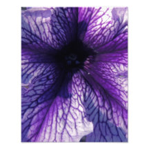 Purple Petunia Photo Print