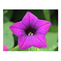 Purple Petunia Post Cards