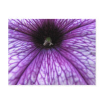 Purple Petunia Postcard