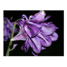 Purple petunia Postcard