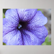 Purple Petunia Poster
