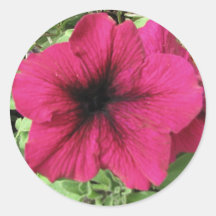 Purple Petunia Sticker
