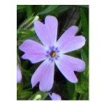 Purple Phlox Post Cards