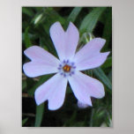 Purple Phlox Print
