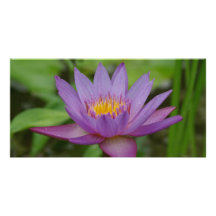 Purple Pink Water Lily Flower Custom Photo Card