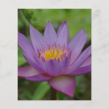 Purple Pink Water Lily Flower Flyers