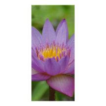 Purple Pink Water Lily Flower Personalized Rack Card
