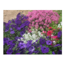 Purple Pink White Floral Post Card