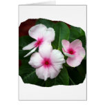 Purple Pinwheel Flowers Photograph Card