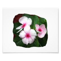 Purple Pinwheel Flowers Photograph
