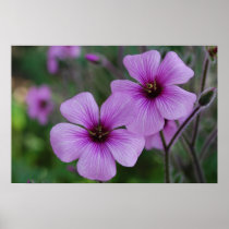 Purple Poppies