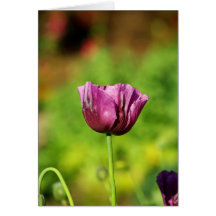 Purple Poppy Card