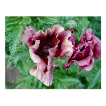Purple Poppy Pair Postcard