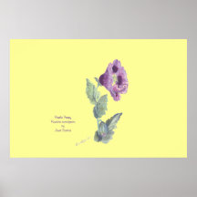 Purple Poppy, papaver somniferum by JDavies Posters