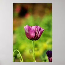 Purple Poppy Poster