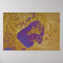 Purple Poppy Poster
