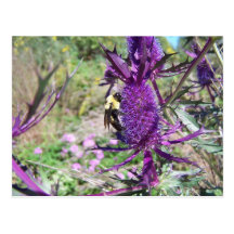purple pow Postcard