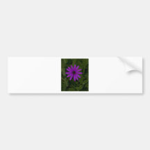 Purple Power Bumper Sticker