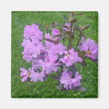 Purple Rhododendron Magnet