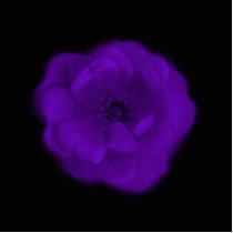 Purple Rose. Black Background. Acrylic Cut Outs