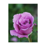 Purple Rose Bud Postcards