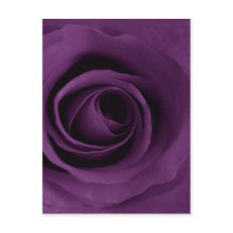 Purple Rose of Artsy Postcard