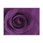 Purple Rose of Artsy Postcard