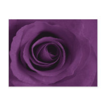 Purple Rose of Artsy Postcard