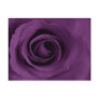 Purple Rose of Artsy Postcard