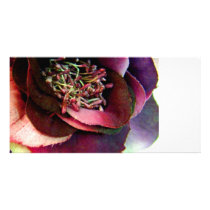 Purple Rose Photo Cards