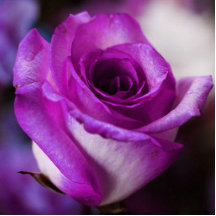 Purple Rose Photo Sculpture