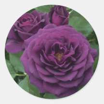 Purple Rose Stickers
