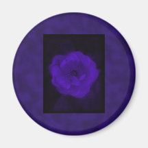 Purple Rose. With Black and Dark Purple. Fridge Magnets