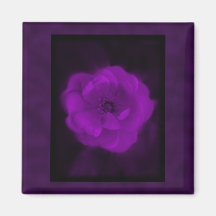 Purple Rose. With Black and Dark Purple. Refrigerator Magnets