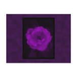 Purple Rose. With Black and Dark Purple. Postcard