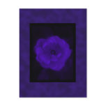 Purple Rose. With Black and Dark Purple. Postcard
