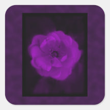 Purple Rose. With Black and Dark Purple. Sticker