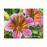 Purple Salpiglossis Sinuata Flower Postcard